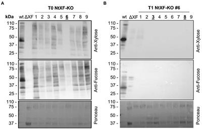 Engineering the N-glycosylation pathway of Nicotiana tabacum for molecular pharming using CRISPR/Cas9